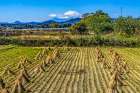Rice field with snowy Mount Fuji, Hiratsuka, Kanagawan. Highest mountain in Japan over 12,000 feet. Art Print